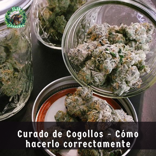 curado de cannabis, curado de marijuana, como curar cannabis, como curar marijuana